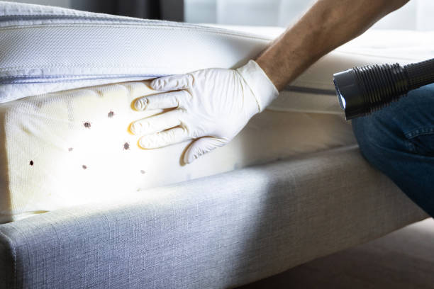 Best Bed Bug Extermination  in Girard, IL