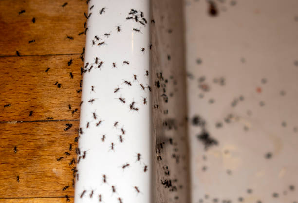 Pest Control Cost in Girard, IL
